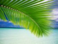 /album/priroda-wallpapers/a9055-palm-leaf-jpg/